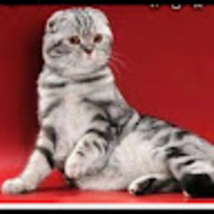 Meet your Posher, Joy